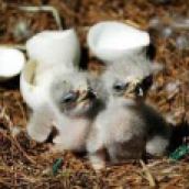 Bald Eagle Hatchlings, days old